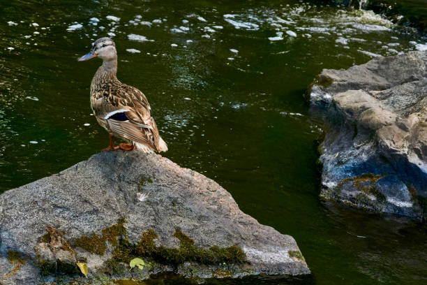 a waterbird with a broad blunt bill, short legs, webbed feet, and a waddling gai