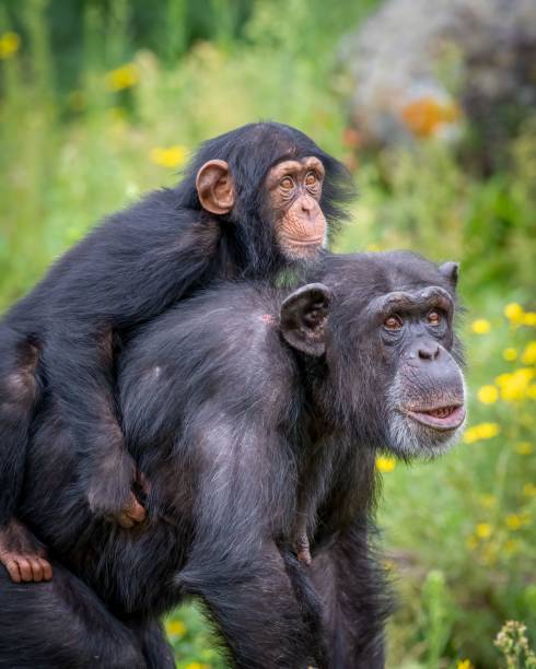 istock Chimpanzee family bond in nature 2180261552