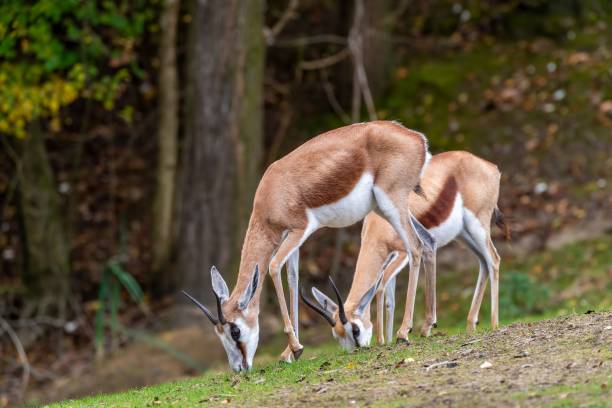 istock Antelopes Grazing on a Green Hill 2180261567