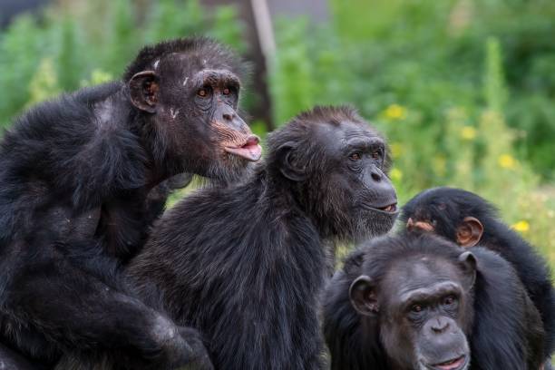 istock Chimpanzees in natural habitat 2180261576
