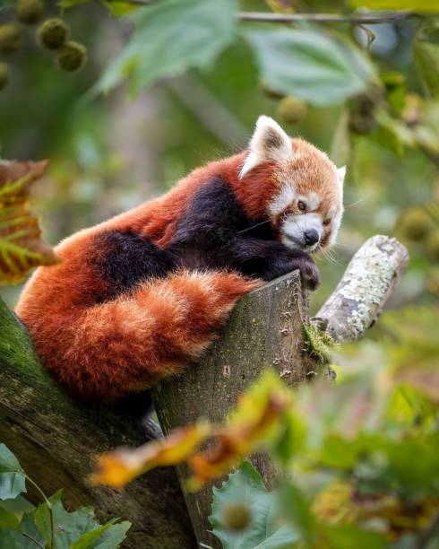 Red panda climbing a tree at the zoo