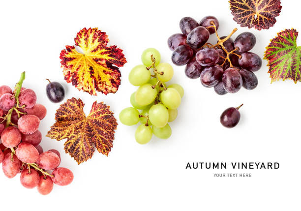 Ripe grapes and autumn grape leaves photography isolated on white background. Healthy eating dieting food. Creative  layout. Autumn vineyard. Design element. Top view, flat lay