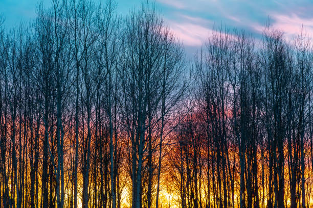Sunset and pines, spring landscape