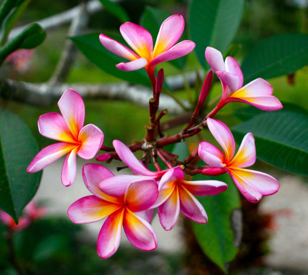 istock The Plumeria Flowers 2180269153