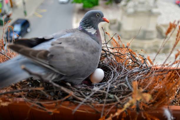 istock A dove sits on eggs. Dove with one egg. Pigeon pair make a nest in a flower box on a windowsill. The concept of bird life in the city 2180269422