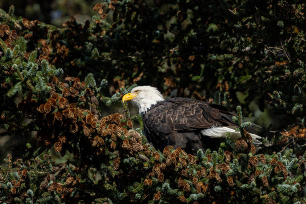 Adult bald eagle in Alaska sitting in a pine tree