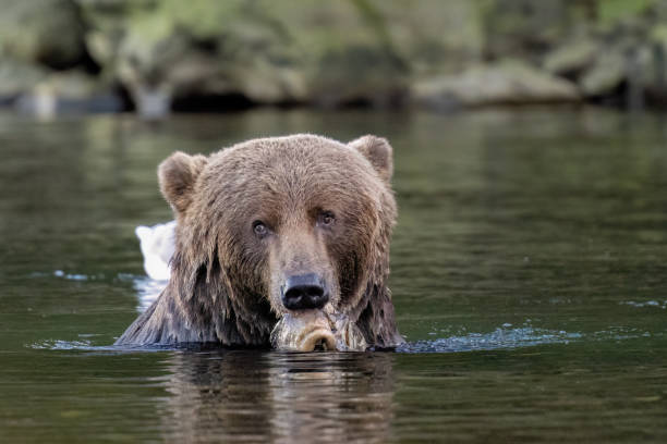 istock Kodiak bear eating a fish in the river 2180269731