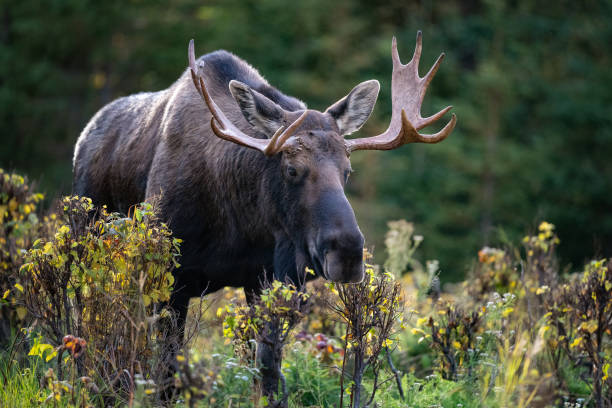 istock Bull moose coming through the brush 2180269805