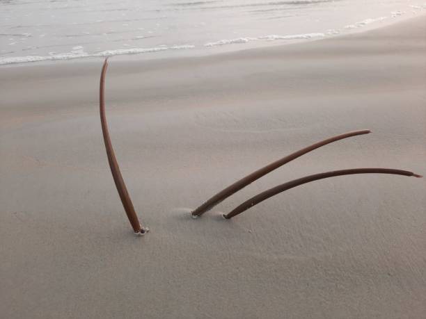A plastic bag entangled with seaweed floating in ocean water, illustrating marine pollution and the negative effects of plastic waste on marine life and the environment. The image raises awareness about ocean conservation, sustainability, and the impact of human activity on coastal ecosystems.
