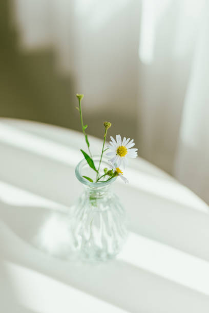 istock Beautiful daisy flowers in glass vases 2180270081