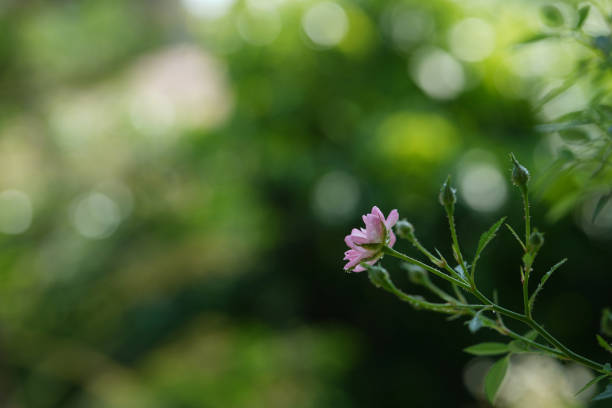 small pink rose blooming with close up