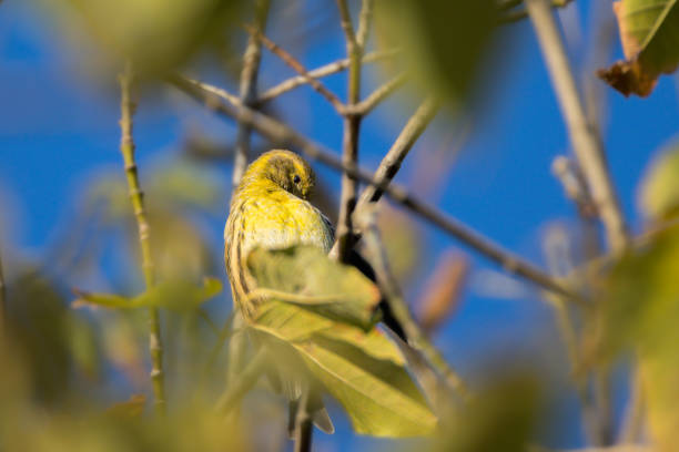 The European Serin is the smallest of the European finches. It has a large head with a thick beak, a fairly compact body and a rather short tail.