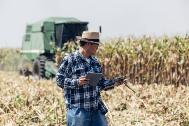 istock Farmer work in a field with corn. agriculture irrigation concept. Farmer man working in field with harvesting corn. Farmer working in corn field examining crop 2180277714