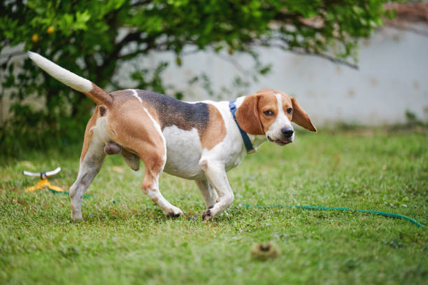 Beagle Rear End 340+ Cigarette Ends On The Grass Stock Photos, Pictures & Royalty-Free ...