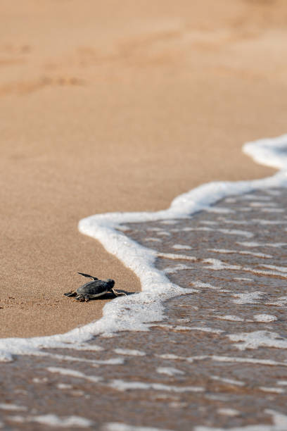 istock Brave Baby Turtle Hatching on Cyprus Beach 2180281291