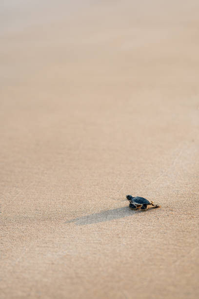 istock Brave Baby Turtle Hatching on Cyprus Beach 2180282136