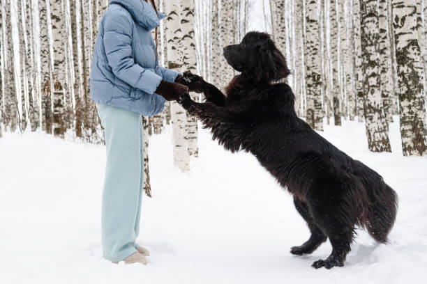 istock newfoundland dog plays with owner 2180283198