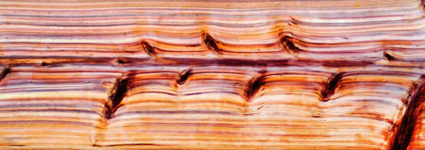 Beautiful wood grain. Wood background. Wood grain pattern texture backgrounds