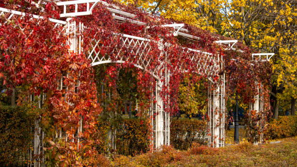 istock A beautiful white pergola with vibrant red leaves in a park 2180284658