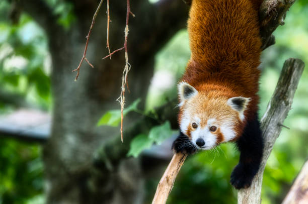istock Portrait of a Beautiful Red Panda Descending 2180287404