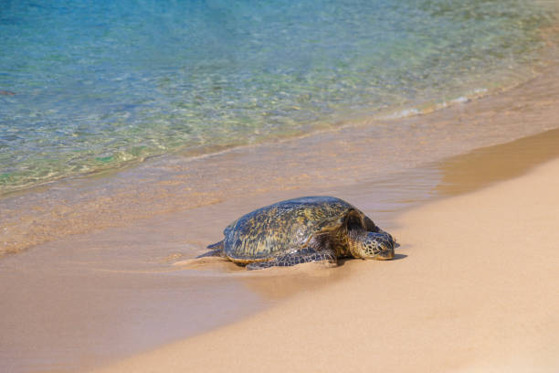 Baby turtles crawl across beach to reach ocean, Cabo San Lucas, Baja California Sur