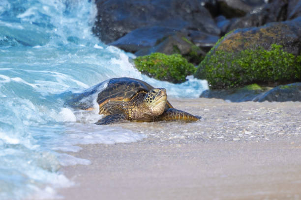 Hawaiian Green Sea Turtle resting on the beach in Maui