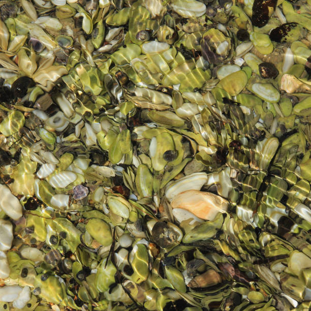 Sea shells photographed in the Awaroa Bay