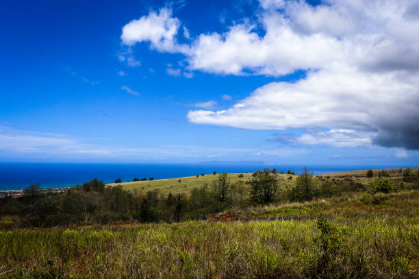 Sugar cane fields in Maui, Hawaii.  Cloudy skies and mountains in the background.