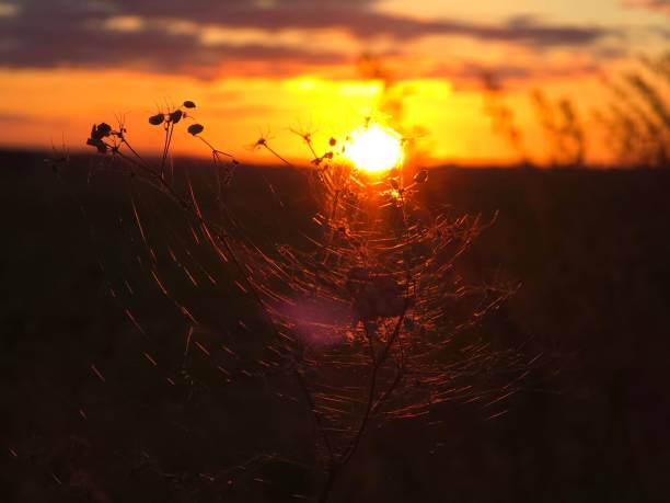 A spider web glistens in the warm glow of a sunset, with silhouetted plants in the foreground, creating a serene natural scene.