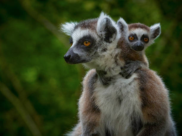 Close-up monkey lemur catta with baby. Popular animal. Endemic animal from the island Madagascar. Close-up monkey lemur catta with baby