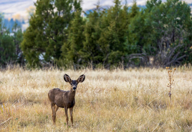 istock An adorable deer at Chatfield State Park 2180298225