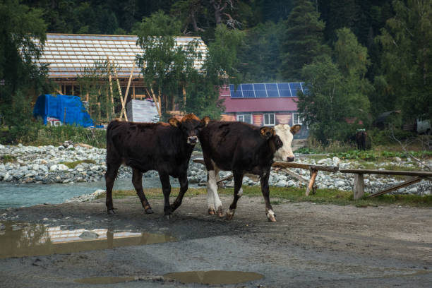A large cow with a white muzzle looks at the camera.