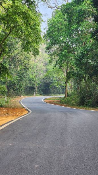istock Winding road through lush green forest 2180300970