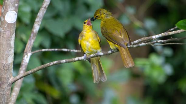 istock Yellow birds on a branch in a forest 2180300971