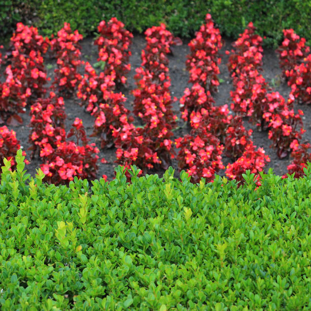 A neatly trimmed green hedge and rows of blurred flowering plants on background square stock image