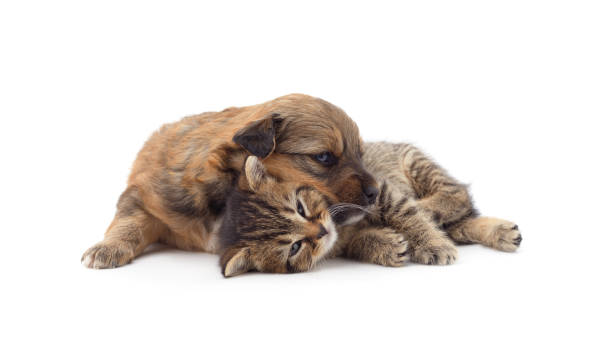 istock Little cat and puppy. 2180302915