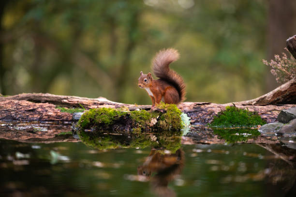 istock One red squirrel sitting upright on a rotting log 2180303257