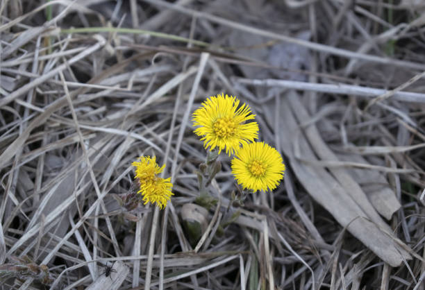 istock Coltsfoot in dry grass 2180306598