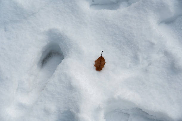 istock An autumn leaf in the white snow and footprints 2180307132