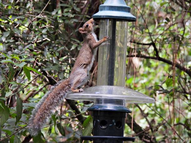 istock Gray Squirrel  (Sciurus carolinensis) - standing on a bird feeder looking for food 2180308196