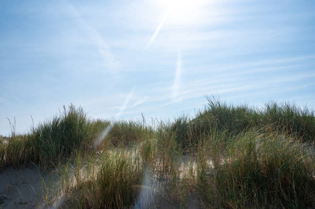 Dunes landscape  with beach grass  and sun on the North Sea coast in the Netherlands