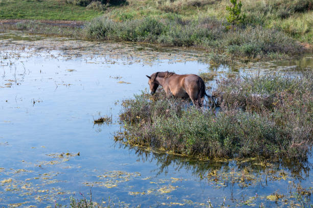 istock Wild horse at a small lake in a dune landscape 2180308574