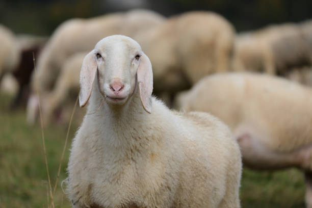 istock portrait of a white sheep with white wool coat while it chews dry grass 2180309426