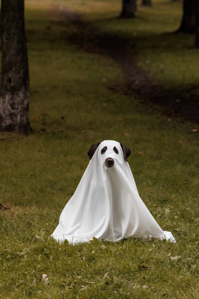 istock Cute Labrador dog is dressed in Halloween ghost costume 2180309455