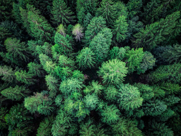 istock Aerial view of a pine tree forest 2180309877