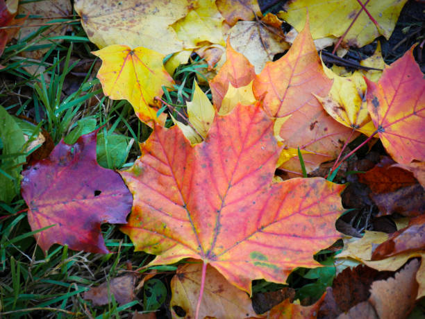 Autumn background. Autumn colored maple leaves laying on the ground. Colorful.