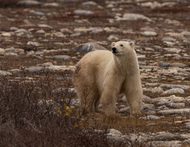 istock Bear's Head Up, Churchill Canada 2180312436