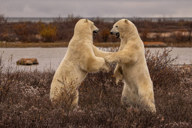 The positioning of the bears, standing face-to-face, creates a powerful dynamic, emphasizing their strength and playfulness. The autumnal tundra setting with its neutral tones complements the white of the bears' fur, making the subjects stand out.