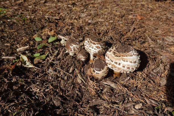 istock Young brown-capped mushrooms with textured patterns growing on forest mulch, surrounded by dry twigs and leaves under sunlight. 2180315317