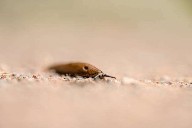 Brown slug crossing a gravel road.